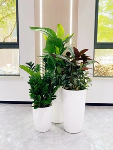 揭秘海曙花卉租摆方案，领略花卉别样魅力